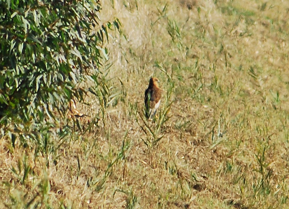 identificazione rapace [Falco di palude]