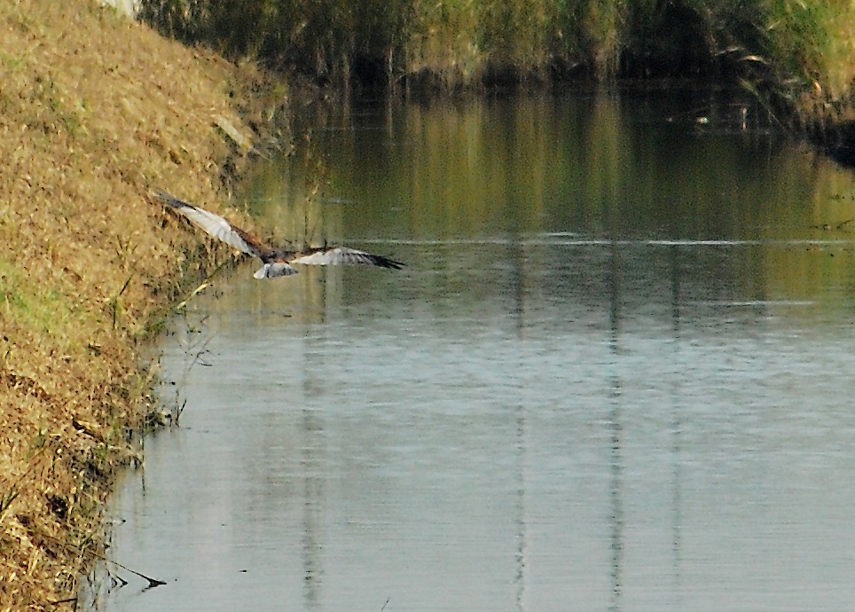 identificazione rapace [Falco di palude]