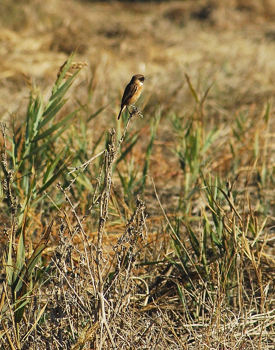 Saltimpalo