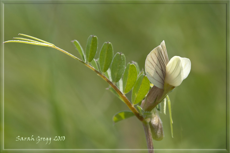 Vicia hybrida / Veccia ibrida