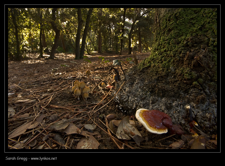 Nell''attesa... Ganoderma sp.? (Ganoderma lucidum)