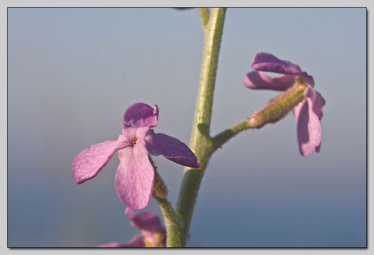Matthiola sinuata e incana... la differenza?
