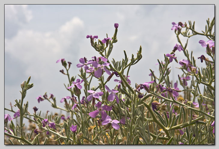 Matthiola sinuata e incana... la differenza?