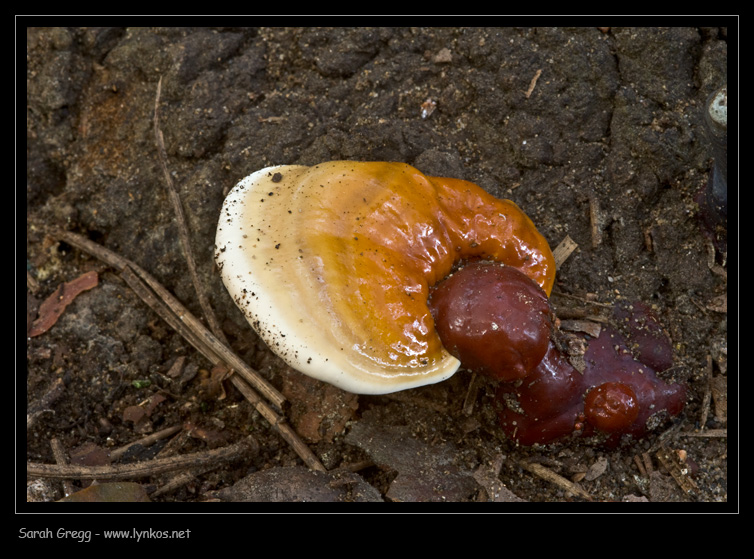Nell''attesa... Ganoderma sp.? (Ganoderma lucidum)