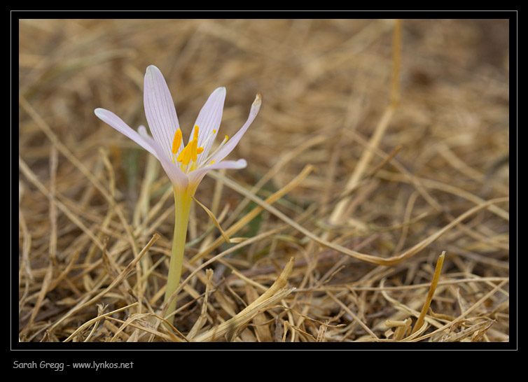 Colchicum alpinum