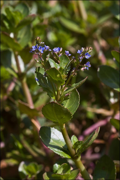 Veronica beccabunga