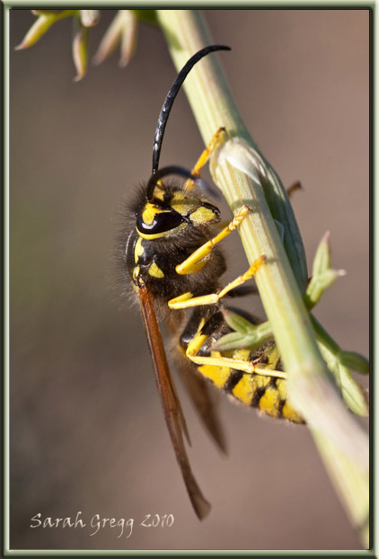 Vespe litigiose (maschi di Vespula e di Polistes sui fiori)