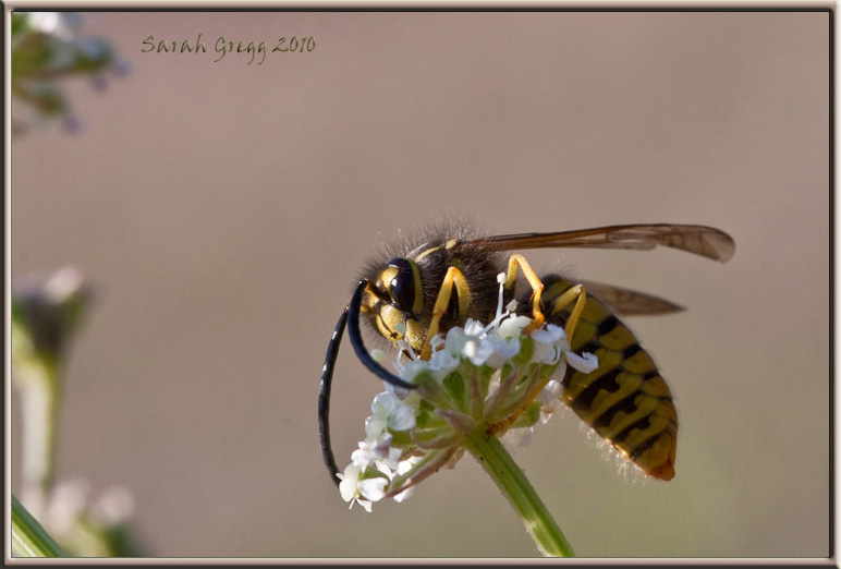 Vespe litigiose (maschi di Vespula e di Polistes sui fiori)