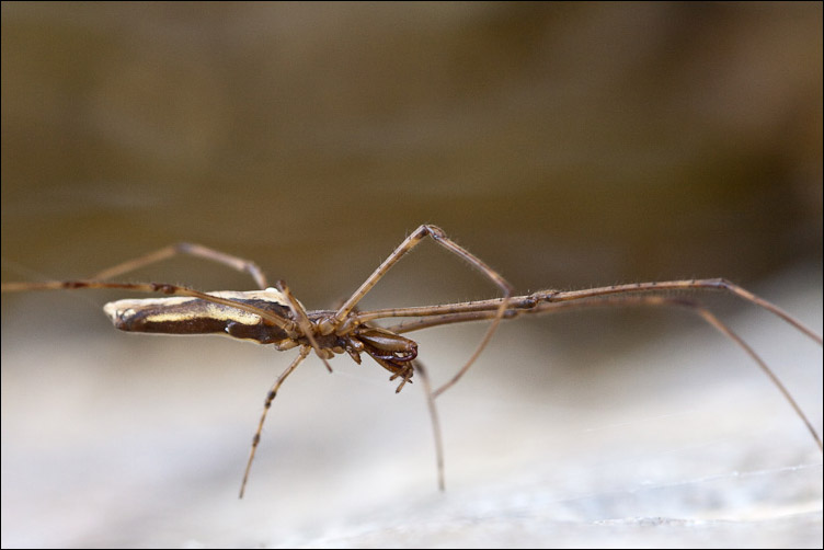 Tetragnatha sp.