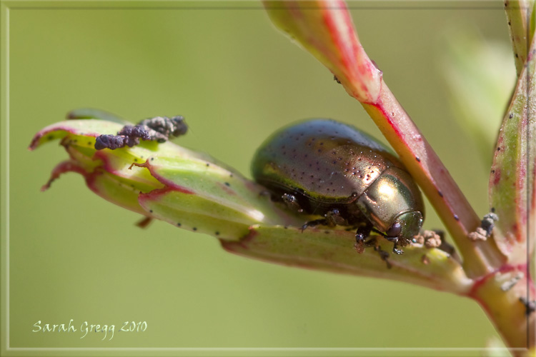 Potrebbe essere Chrysolina hyperici?