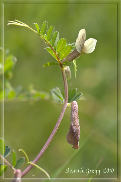 Vicia hybrida / Veccia ibrida