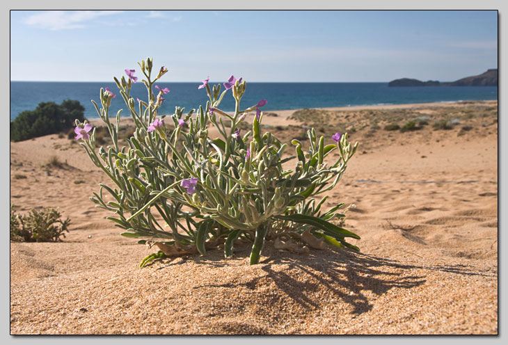 Matthiola sinuata e incana... la differenza?
