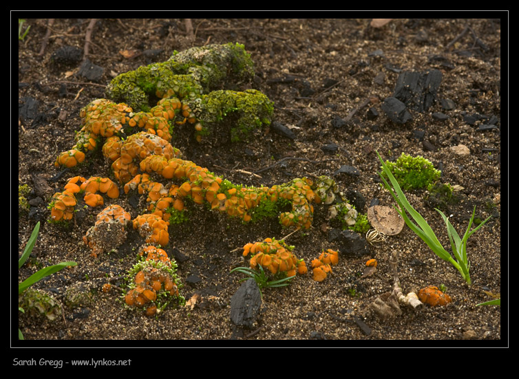 Strane cose nelle terre bruciate (Cfr. Anthracobia sp.)