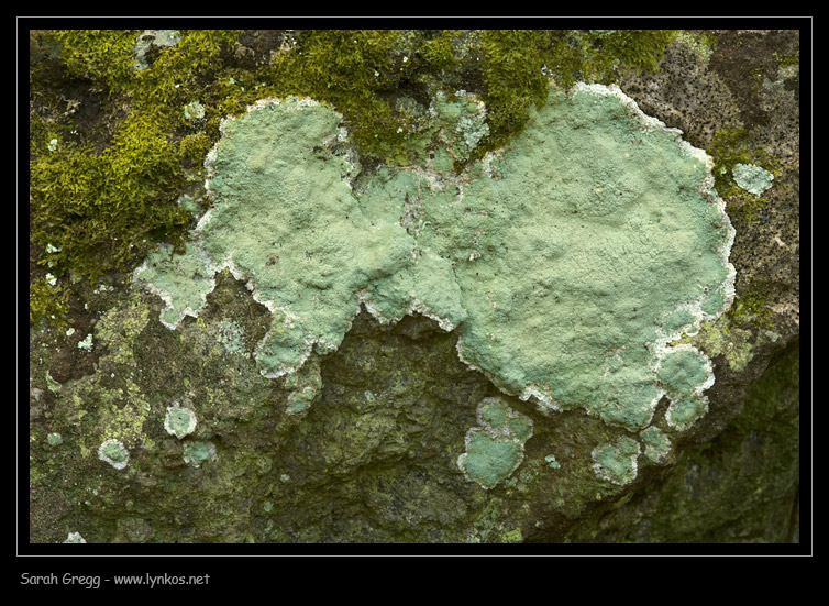 Tre licheni da Monterano (RM)