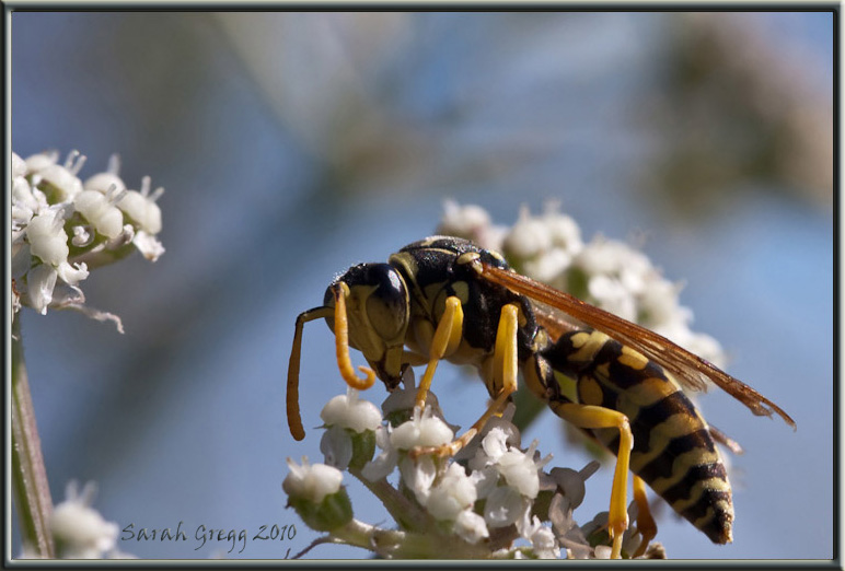 Vespe litigiose (maschi di Vespula e di Polistes sui fiori)