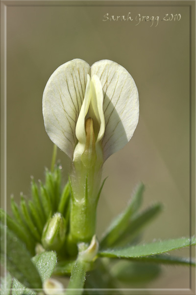 Vicia hybrida / Veccia ibrida
