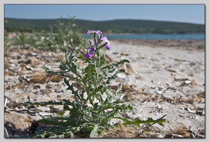 Matthiola sinuata e incana... la differenza?