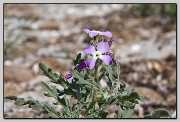 Matthiola sinuata e incana... la differenza?