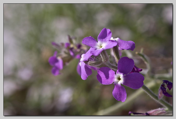 Matthiola sinuata e incana... la differenza?