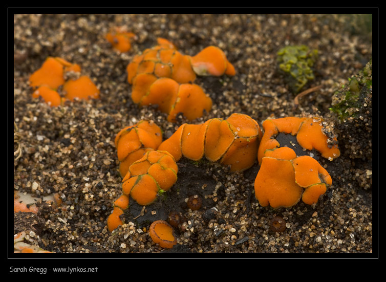 Strane cose nelle terre bruciate (Cfr. Anthracobia sp.)