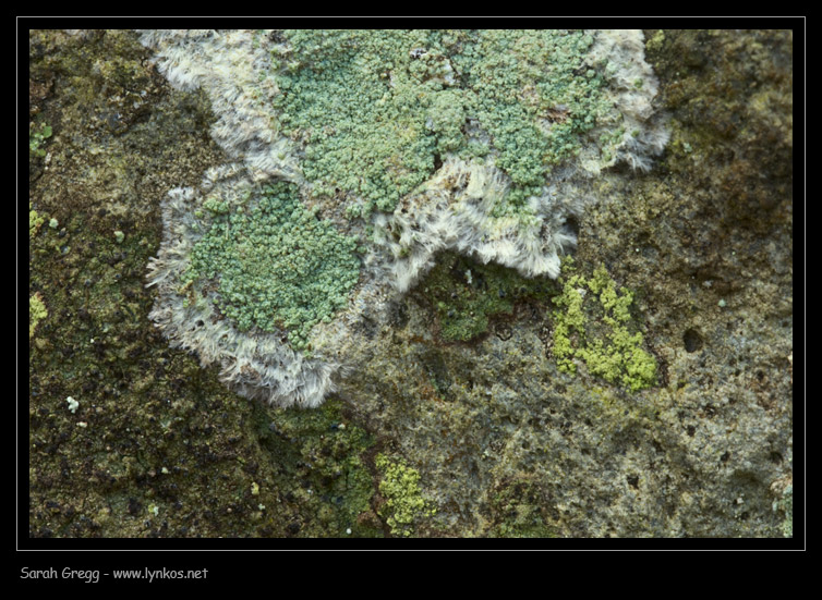 Tre licheni da Monterano (RM)