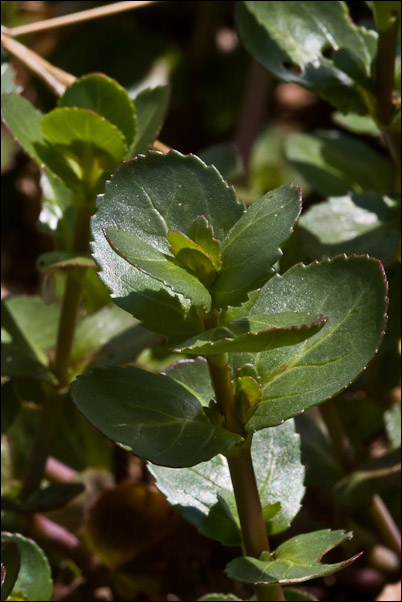 Veronica beccabunga