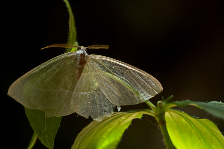 Falena della Majella 1 - Campaea margaritata