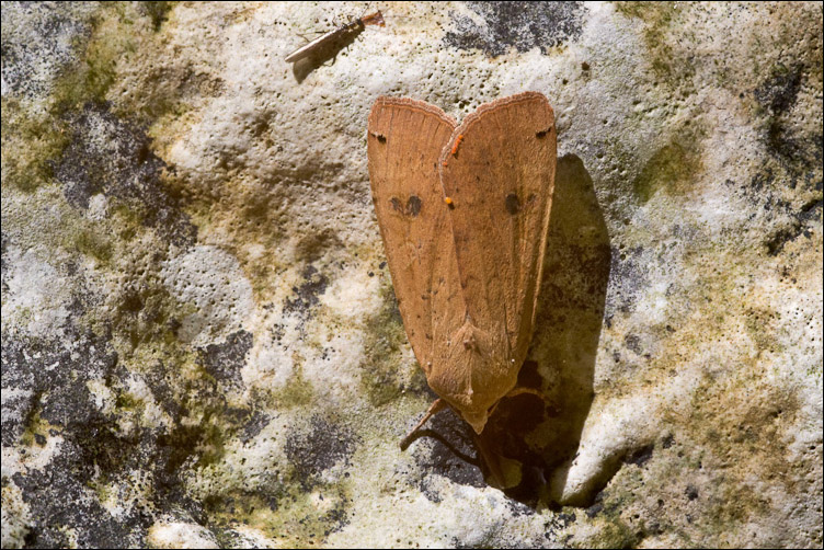 Falena della Majella 4 - Noctua pronuba