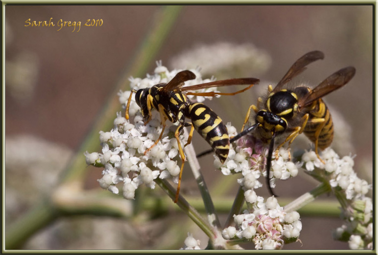 Vespe litigiose (maschi di Vespula e di Polistes sui fiori)