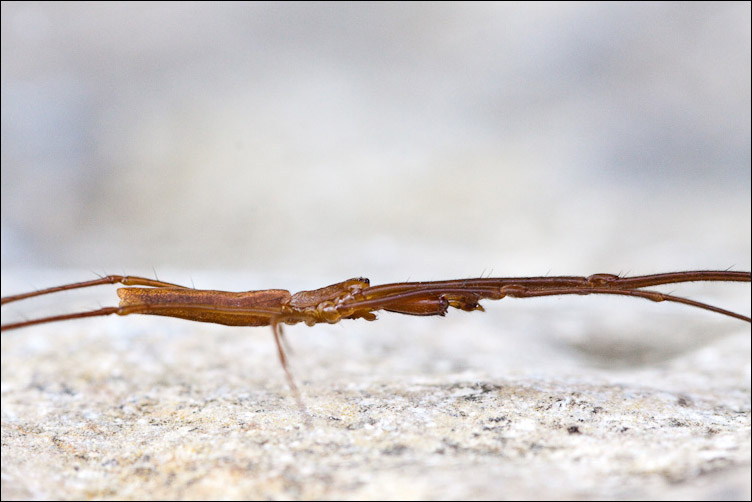 Tetragnatha sp.