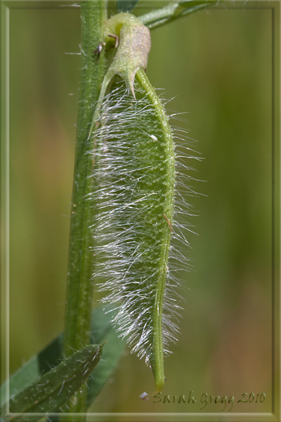 Vicia hybrida / Veccia ibrida