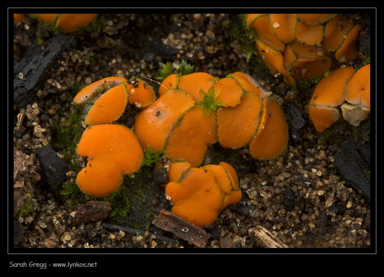 Strane cose nelle terre bruciate (Cfr. Anthracobia sp.)