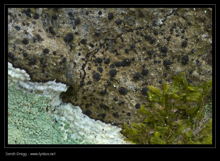 Tre licheni da Monterano (RM)