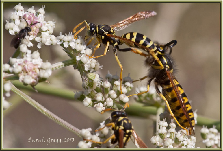 Vespe litigiose (maschi di Vespula e di Polistes sui fiori)