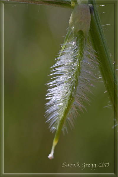 Vicia hybrida / Veccia ibrida
