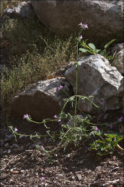 Nel vallone di Santo Spirito (Majella)