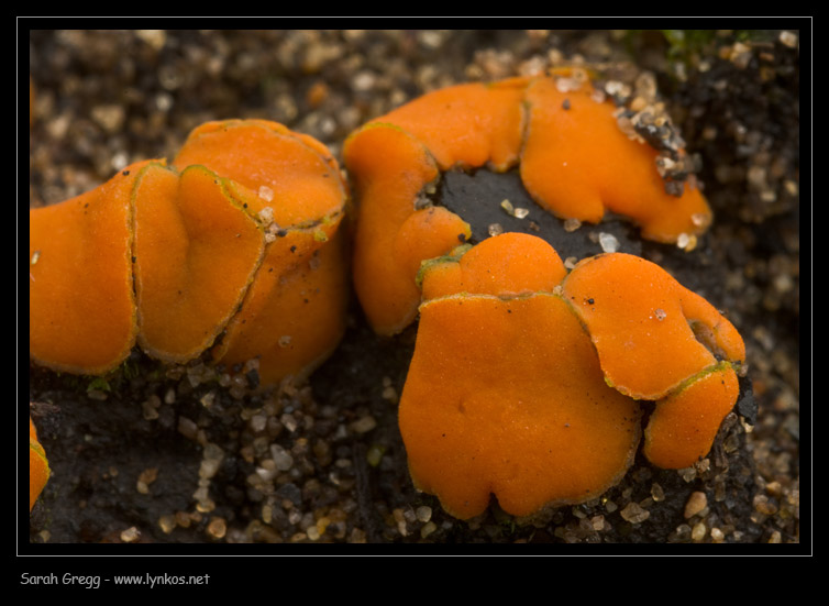 Strane cose nelle terre bruciate (Cfr. Anthracobia sp.)