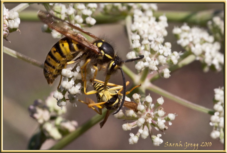 Vespe litigiose (maschi di Vespula e di Polistes sui fiori)