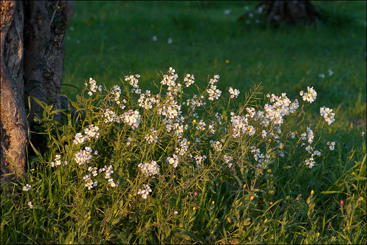 Diplotaxis erucoides / Ruchetta violacea