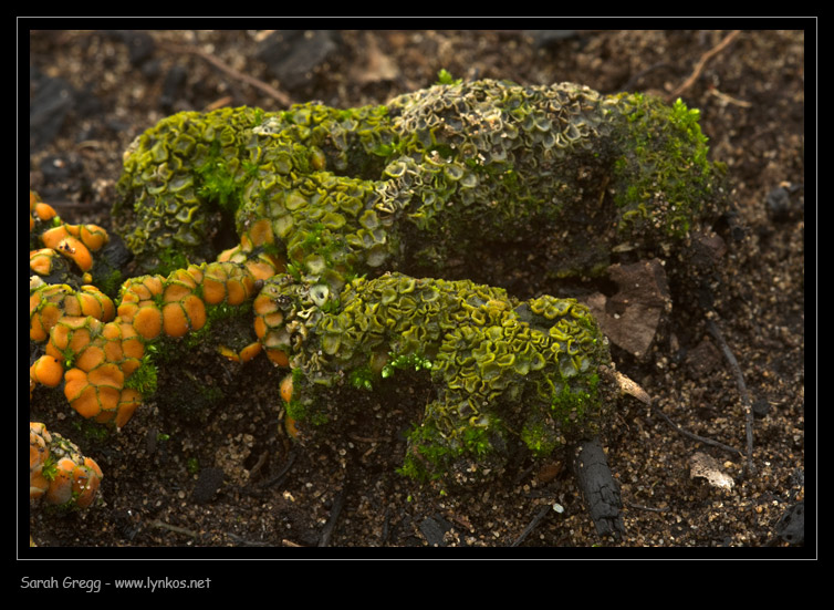Strane cose nelle terre bruciate (Cfr. Anthracobia sp.)