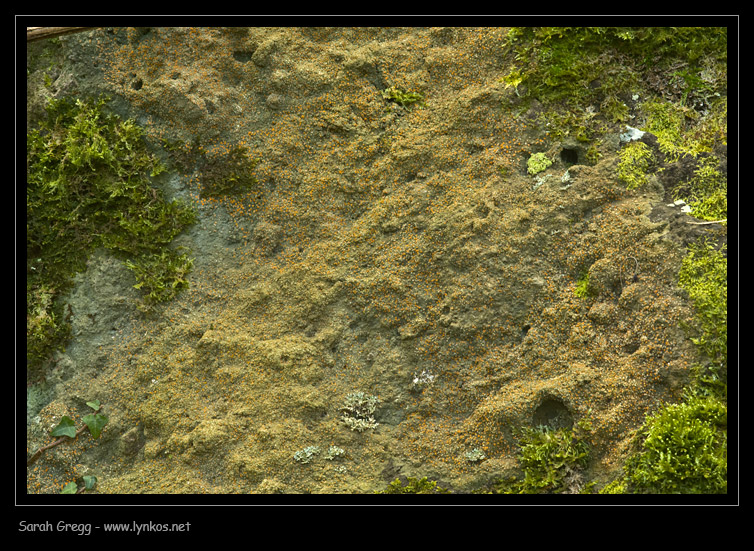 Tre licheni da Monterano (RM)