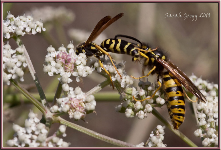 Vespe litigiose (maschi di Vespula e di Polistes sui fiori)