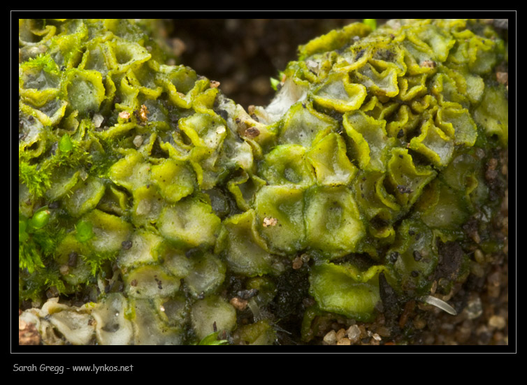Strane cose nelle terre bruciate (Cfr. Anthracobia sp.)