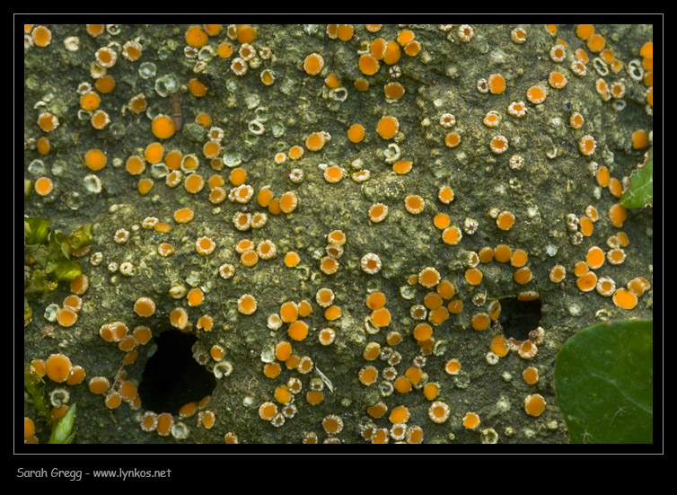 Tre licheni da Monterano (RM)