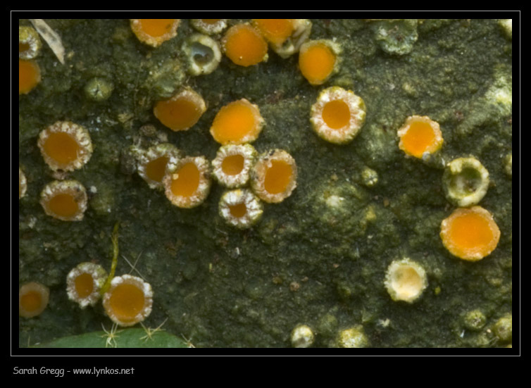 Tre licheni da Monterano (RM)