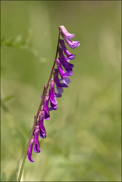 Crisi di Vicia... la V. cracca?
