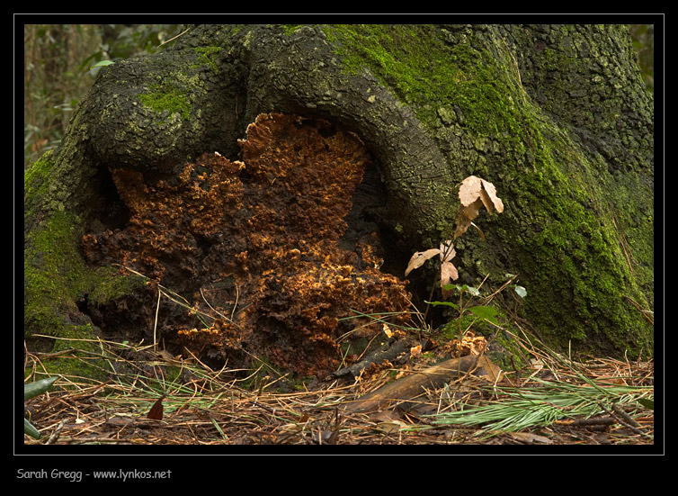 Fotoreportage di uno Stereum (credo!) (Stereum gausapatum)