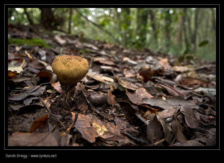 Uno Scleroderma? (cfr. Lycoperdon sp.)