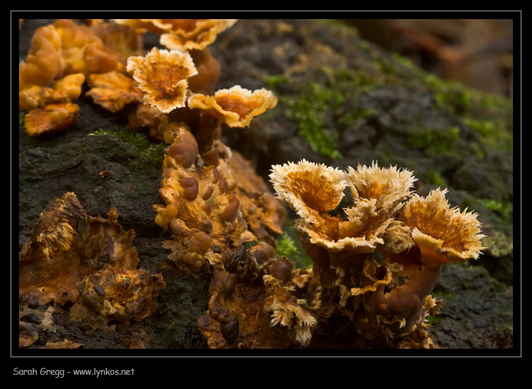 Fotoreportage di uno Stereum (credo!) (Stereum gausapatum)