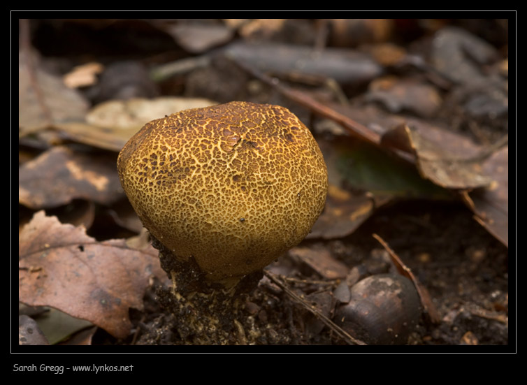 Uno Scleroderma? (cfr. Lycoperdon sp.)